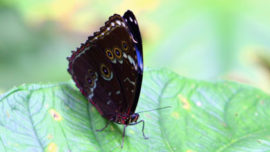 Yasuni 2