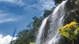 Yasuni 1