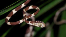 Yasuni 3