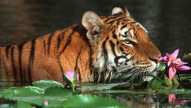 bangladesh_3.jpg