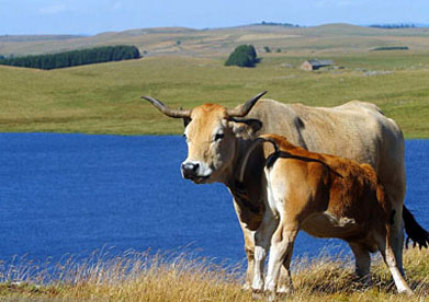 vache.jpg