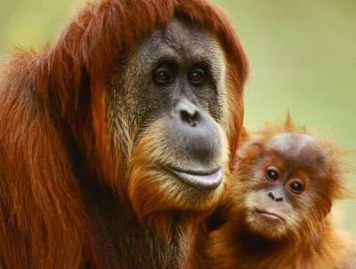 orangs-outans.jpg