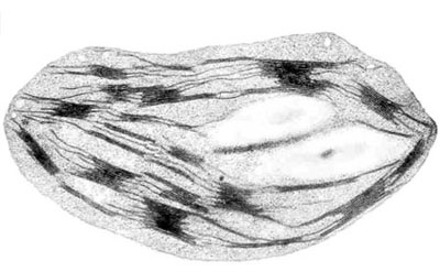 chloroplaste.jpg