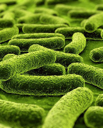 les_bacteries-une_entite_mondiale-3.jpg