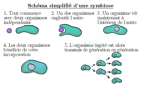 endosymbiose.png