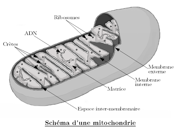 schema-mitochondrie.png