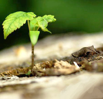 arbre-pousse.jpg