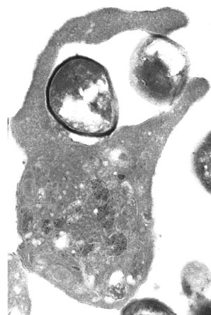 bacterie-engloutissement.jpg
