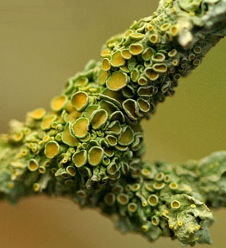lichen.jpg
