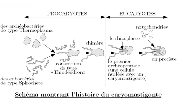 schema-caryomastigonte.png