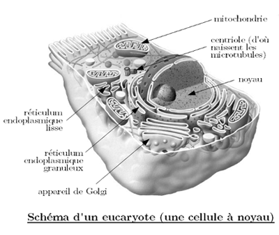 schema-eucaryote.png
