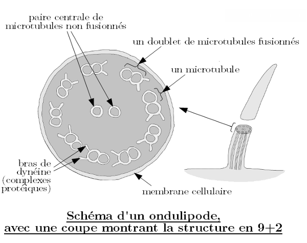 schema-ondulipode.png