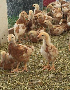 fipronil_4.jpg