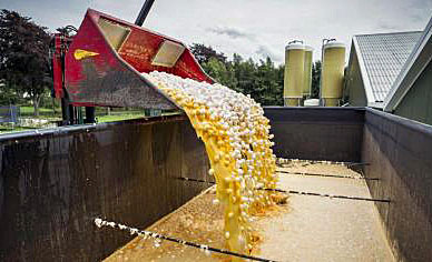 fipronil_5.jpg