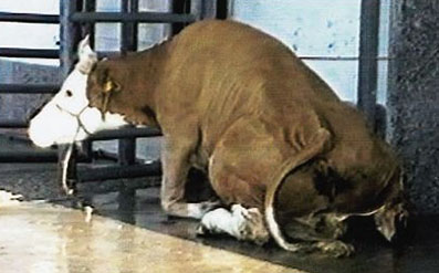 Octobre 1997, crise de la vache folle