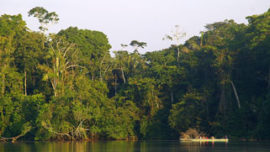 L'Amazonie, sanctuaire mondial