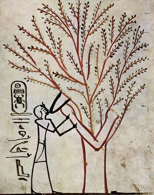 Thoutmôsis III tétant le lait de la déesse-sycomore, vers 1500 ans avant notre ère