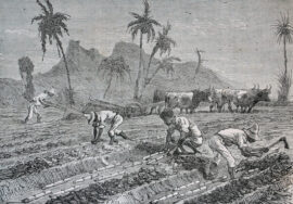 Plantation de canne à sucre