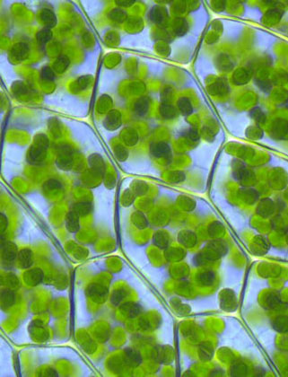 des_chloroplastes.jpg