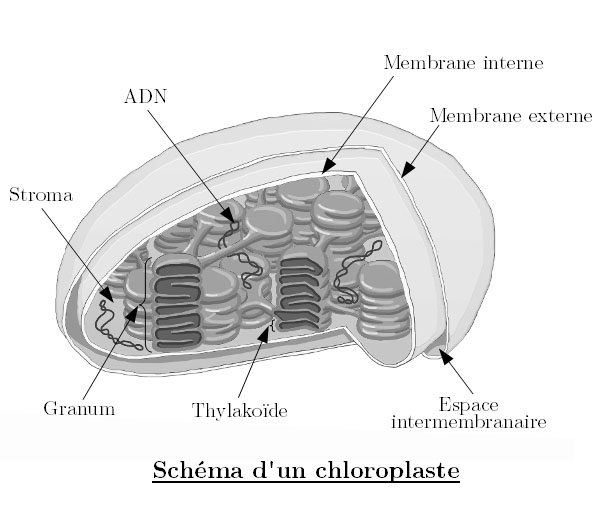 schema-choloroplaste.jpg