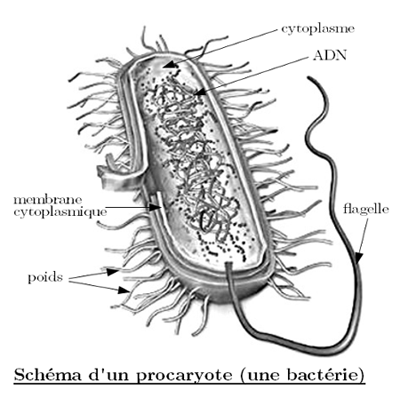 schema-procaryote.png