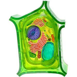 Une cellule eucaryote végétale